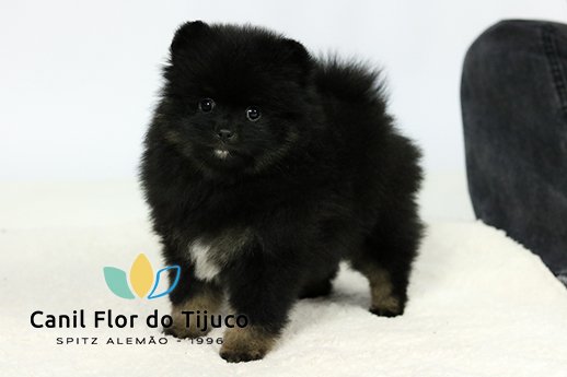 spitz alemão blactan