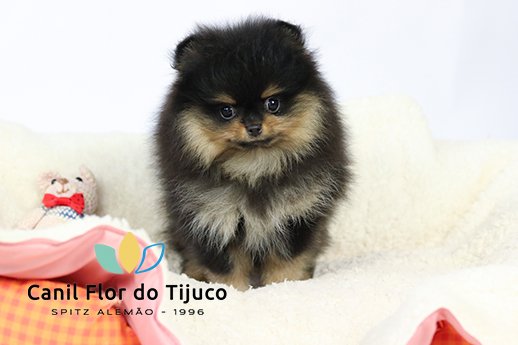 filhote de lulu da pomerania