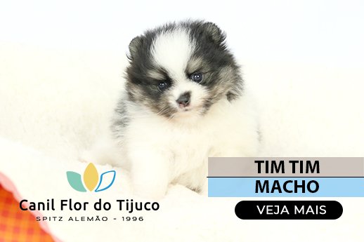 filhote spitz alemao