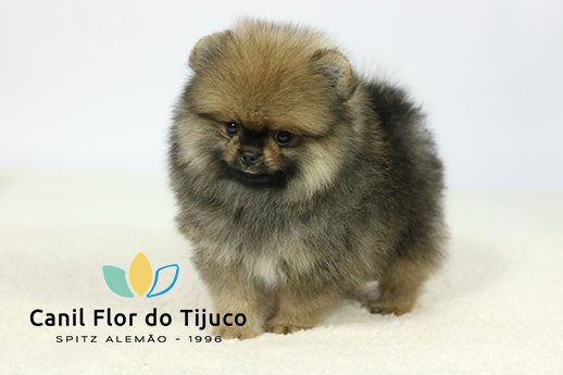 filhote de spitz alemão laranja