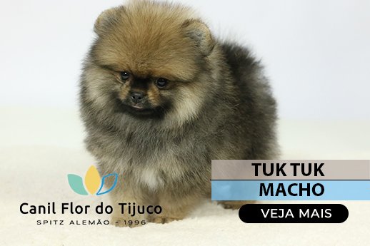 filhote de spitz alemão laranja