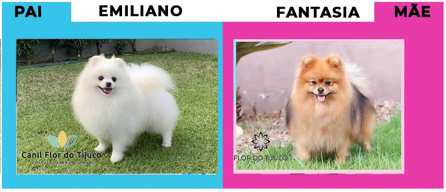 FantasiaXEmiliano