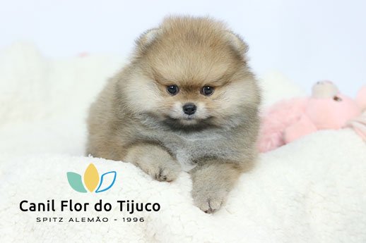 lulu da pomerania
