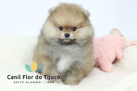 lulu da pomerania