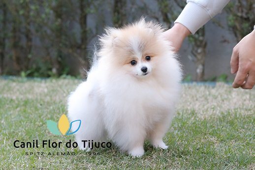 filhote spitz alemão