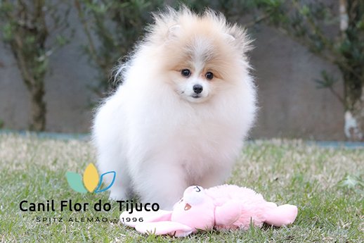 filhote spitz alemão