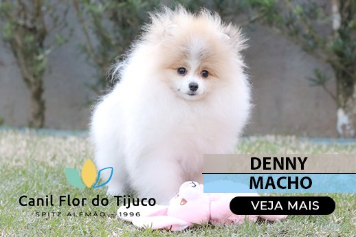 filhote spitz alemão