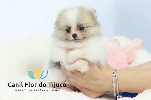 filhote spitz alemão