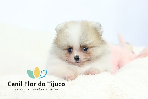 filhote spitz alemão