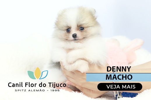 filhote spitz alemão