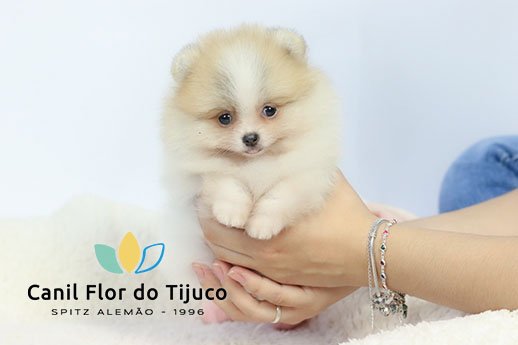 spitz alemão