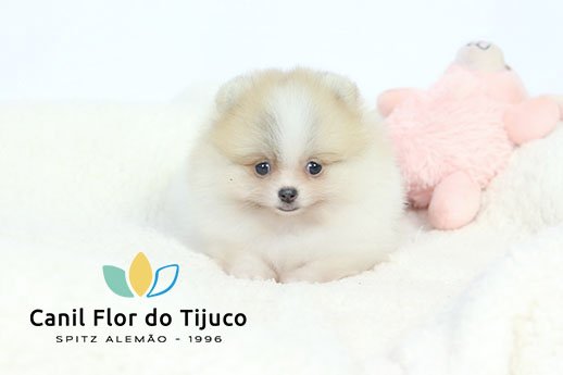 spitz alemão