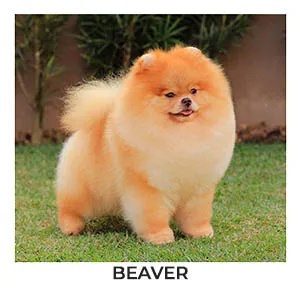 spitz alemão beaver