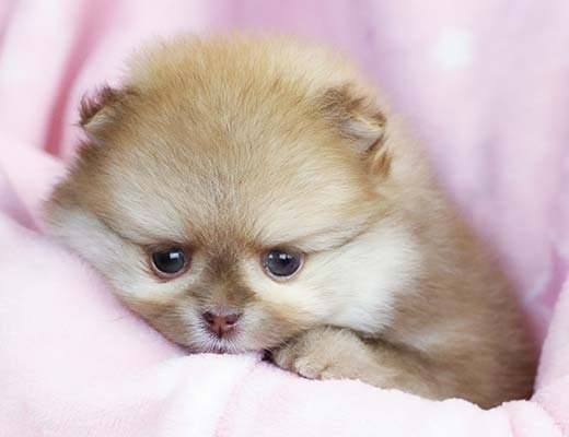 canil de spitz alemão beaver