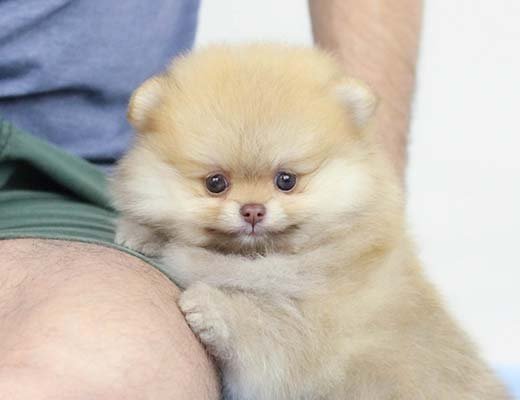 filhote spitz alemão beaver