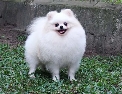 canil de spitz alemão branco