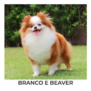 spitz alemão branco e beaver