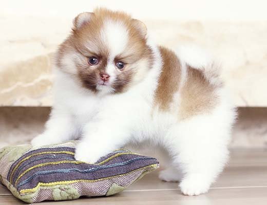 spitz alemão branco e beaver