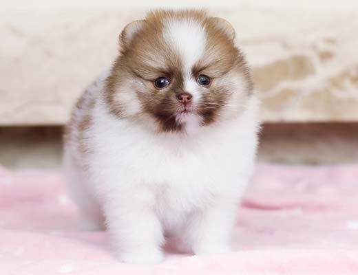 canil de spitz alemão branco e beaver