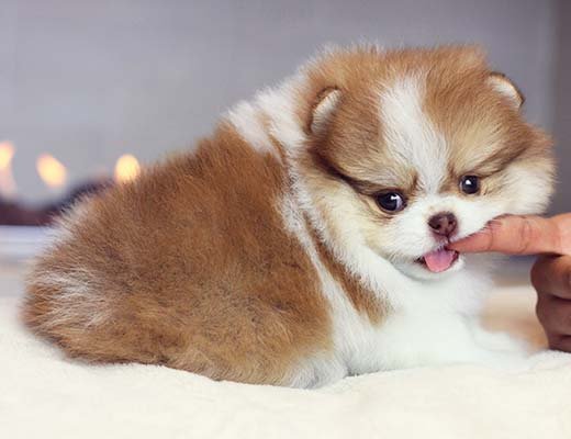 filhote de spitz alemão branco e beaver