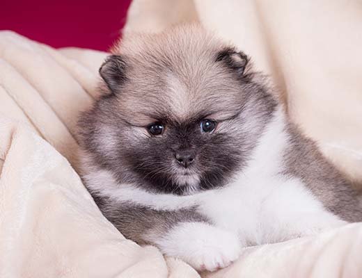 spitz alemão particolor branco e laranja