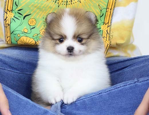 spitz alemão particolor branco e laranja