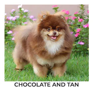 spitz-alemao-chocotan