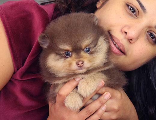 spitz alemão chocolate