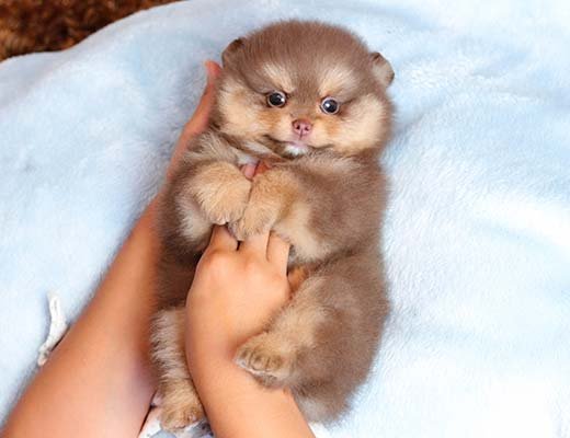 spitz alemão chocolate