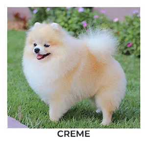 spitz alemão creme