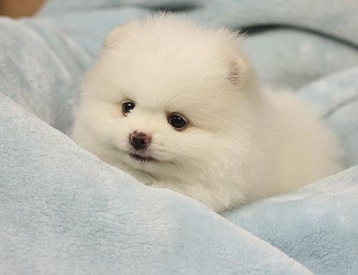 filhote de spitz alemão creme