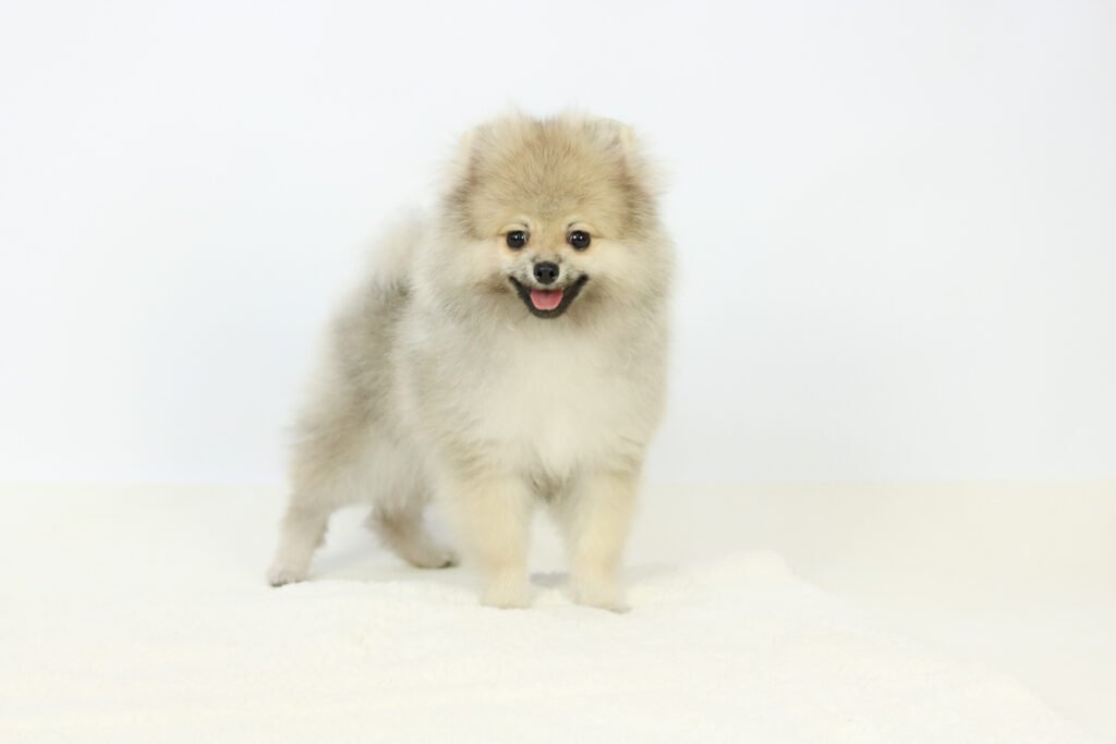 filhote de spitz alemão creme sable