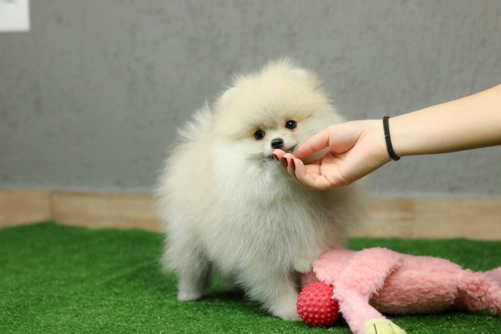 canil de spitz alemão creme sable