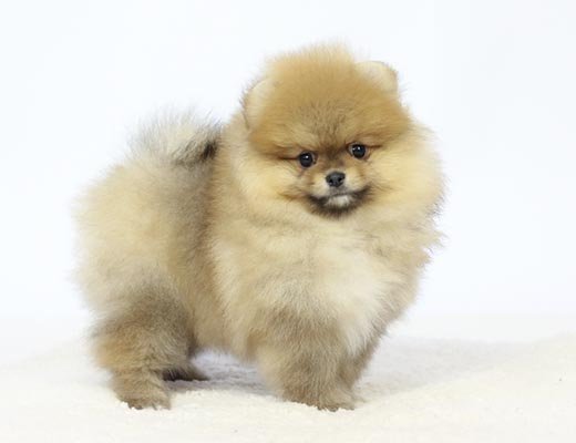 spitz alemão laranja