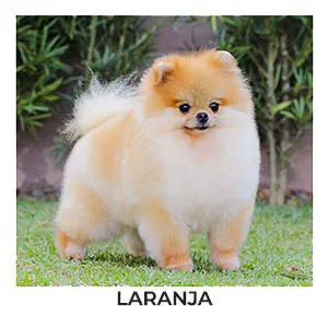 spitz alemão laranja