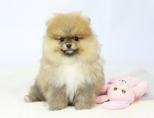 canil de spitz alemão laranja