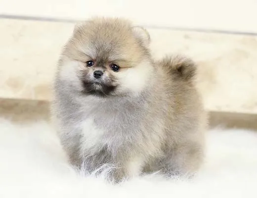 canil spitz alemão laranja