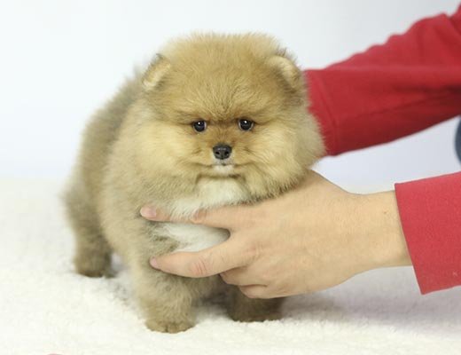 filhote spitz alemão laranja