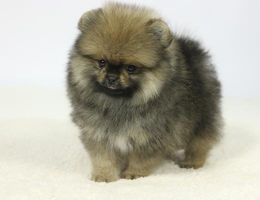 spitz alemão laranja sable