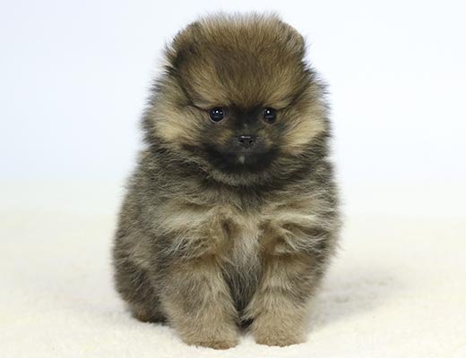 filhote de spitz alemão laranja sable