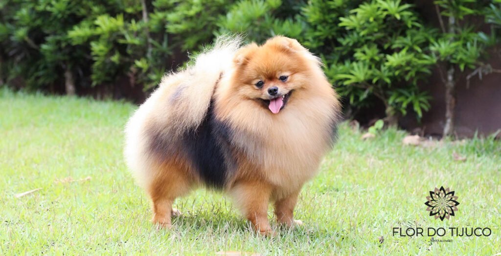 canil de spitz alemão laranja sable