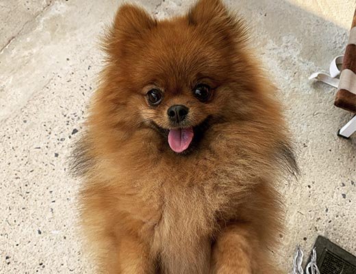 adulto spitz alemão laranja sable