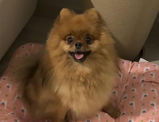 spitz alemão laranja sable