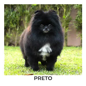 spitz alemão preto