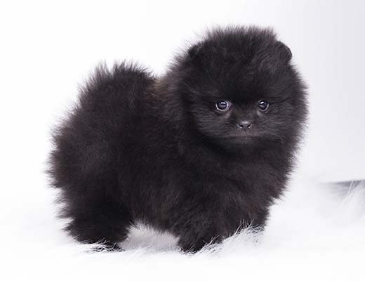 filhote de spitz alemão preto