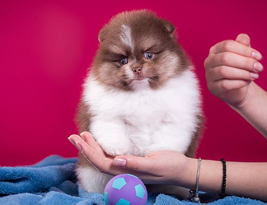 filhote de spitz alemão tricolor chocolate