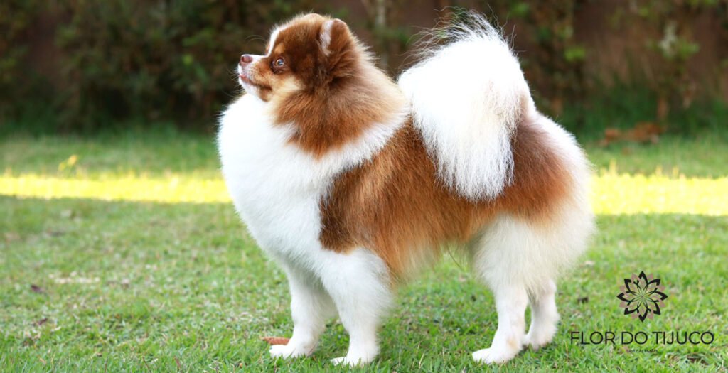 spitz alemão tricolor chocolate