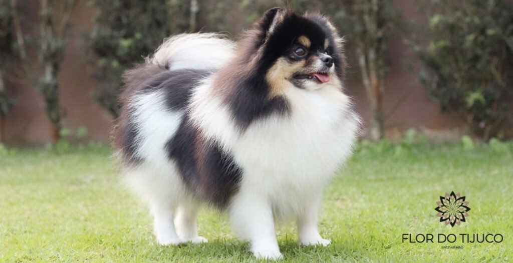 spitz alemão tricolor preto