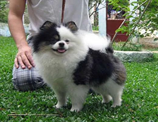 spitz alemão tricolor preto