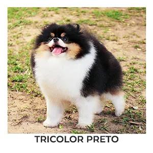spitz alemão tricolor preto